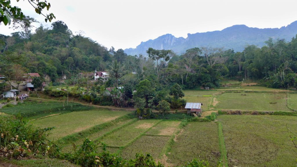 Indonesien Zweitheimat Reisfelder