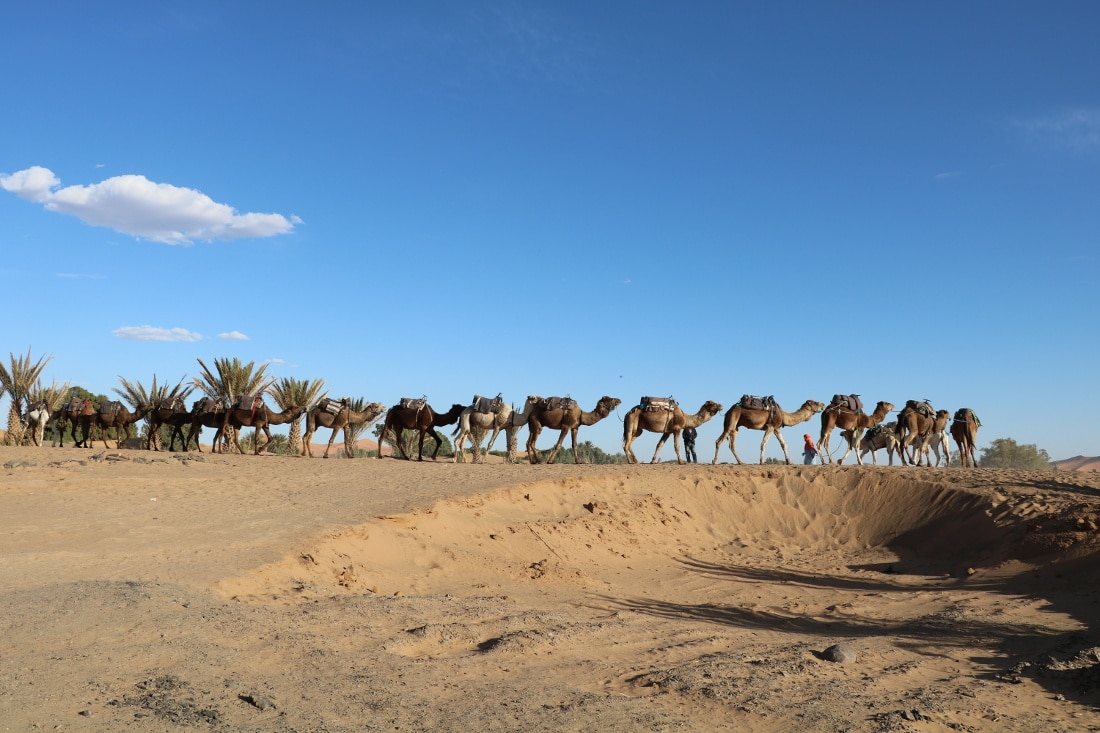 Wüstentour in Marokko Kamele