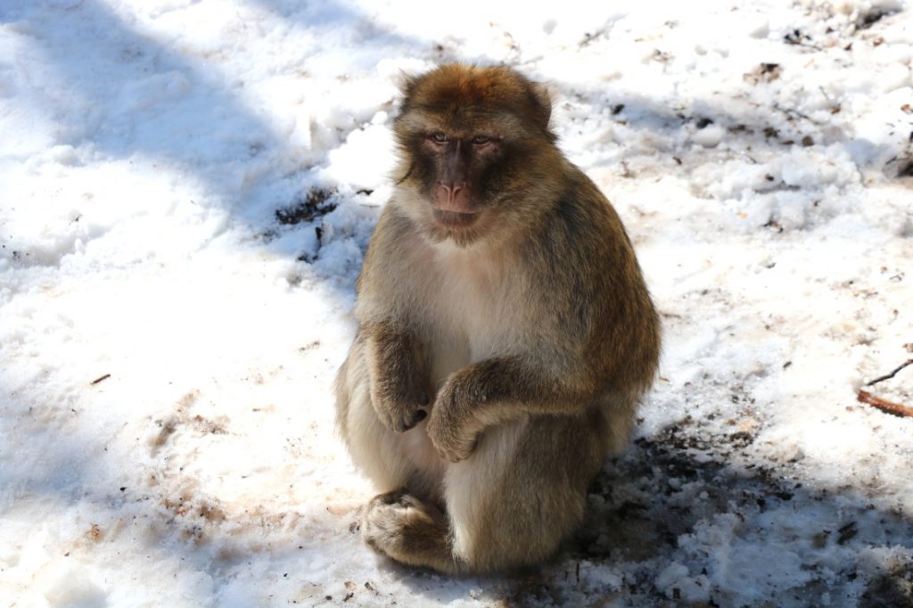 Highlight Marokko Affen im Schnee