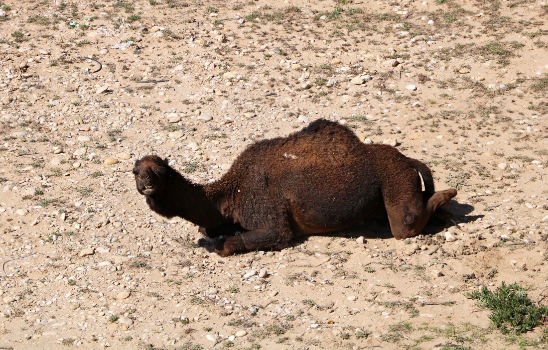 Marokko Tiere Kamel