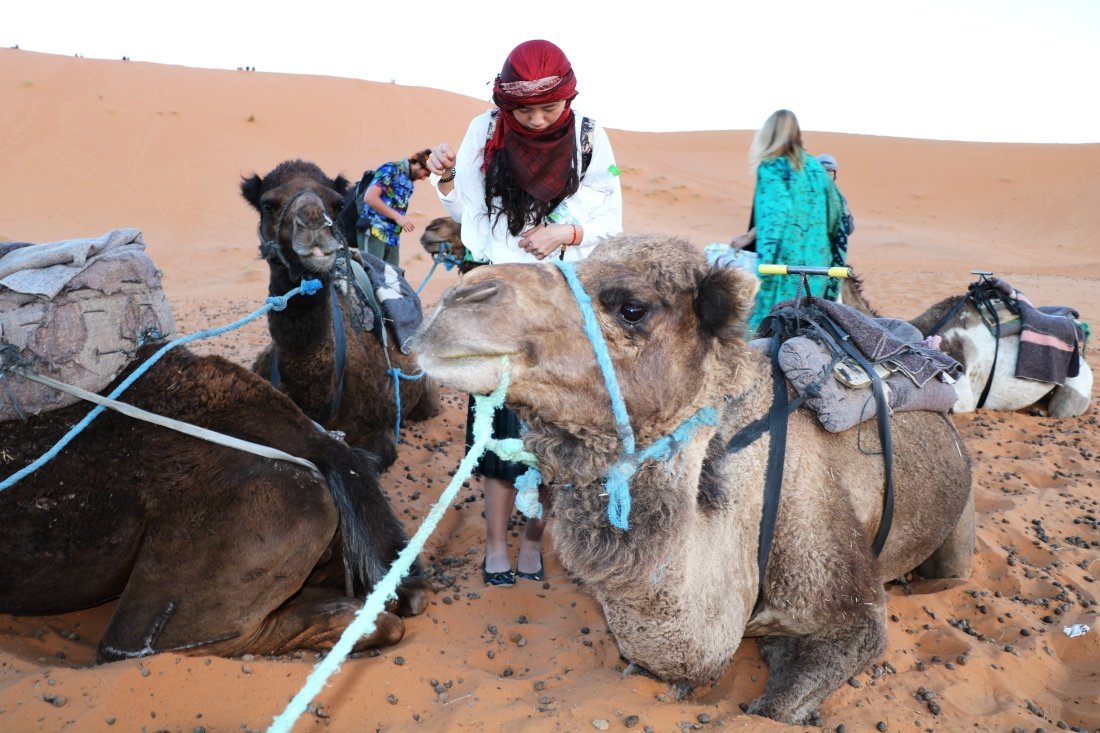Marokko Tiere Kamel