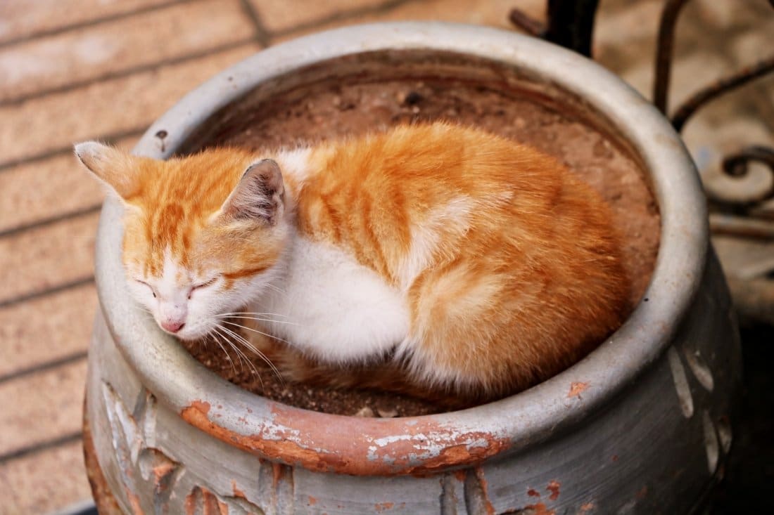Marokko Tiere Katze