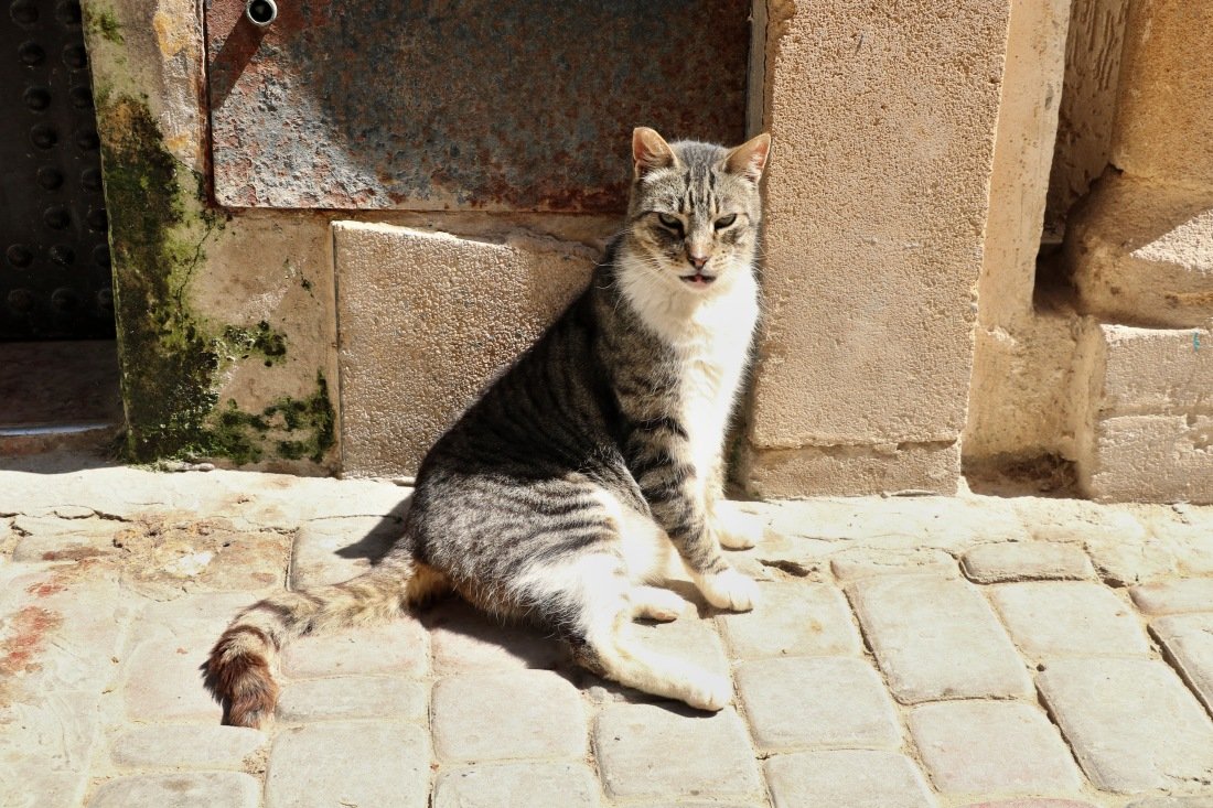 Marokko Tiere Katze