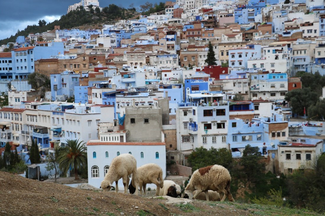 Marokko Tiere schafe