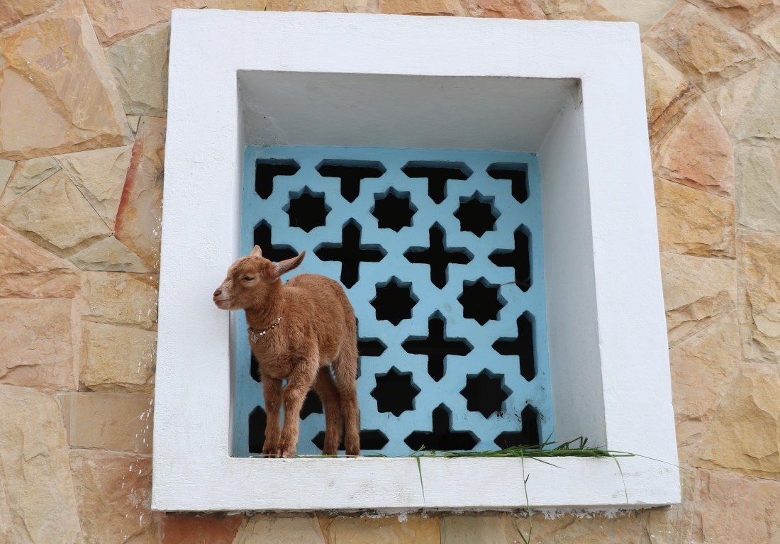 Marokko Tiere Ziege