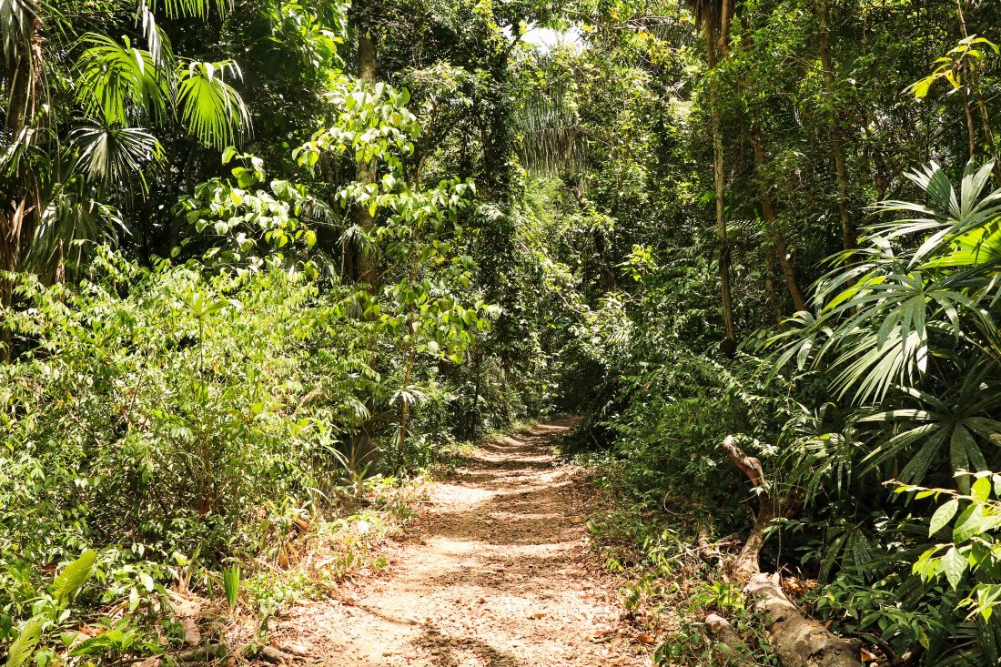 Soberania Nationalpark Camino de Plantación Panama