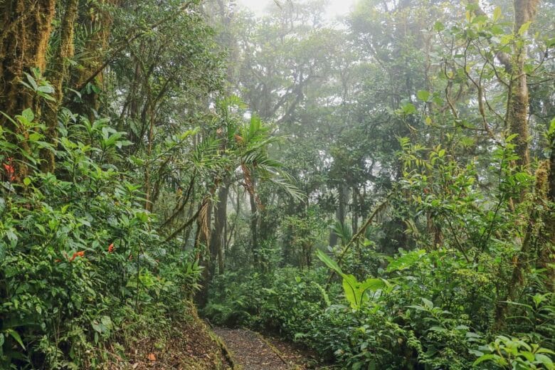 Nebelwald im Monteverde Santa Elena Wald
